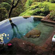Illustration for article titled A Pool So Green Itll Look And Feel Almost Like A Lake